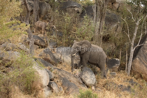 Afrikanischer Elefant und Großer Kudu / African elephant and Greater Kudu / Loxodonta africana et Tragelaphus strepsiceros