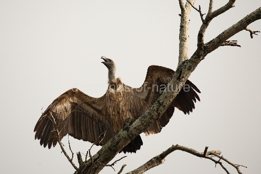 Weißrückengeier / Whitebacked Vulture / Gyps africanus