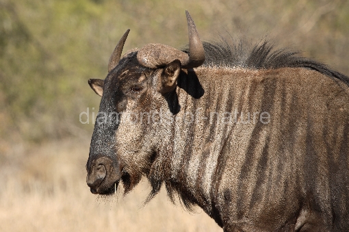 Streifengnu / Blue Wildebeest / Connochaetes taurinus