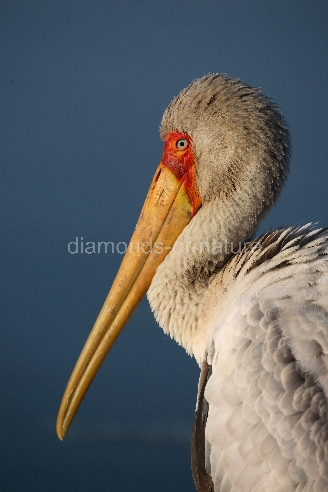 Nimmersatt / Yellow-billed stork / Mycteria ibis