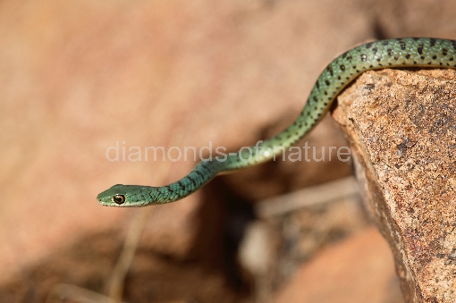 Grüne Sumpfschlange / Eastern Natal Green Snake / Philothamnus natalensis