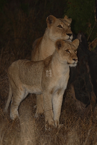 Afrikanischer Löwe / African Lion / Panthera Leo